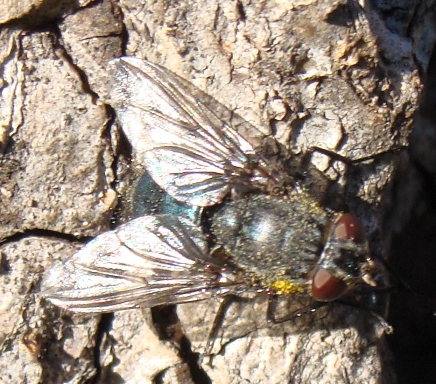 calliphora vomitoria?